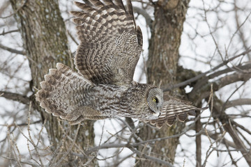 great grey owl in winter