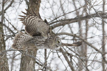 great grey owl in winter