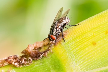 Fly on a corn shoot