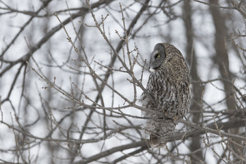 great grey owl in winter