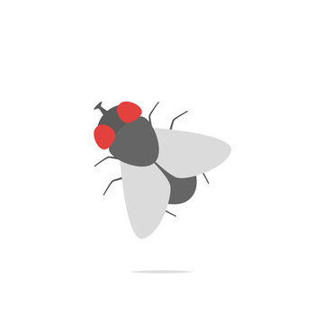 Fly insect vector