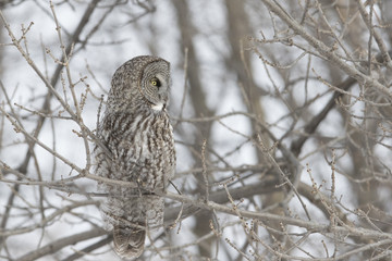 great grey owl in winter