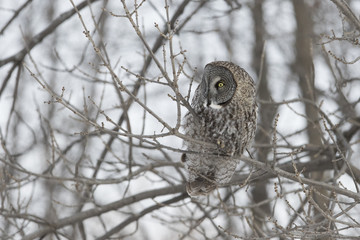 great grey owl in winter