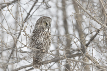 great grey owl in winter