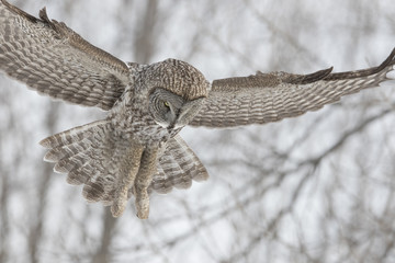 great grey owl in winter