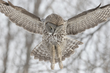 Naklejka premium great grey owl in winter