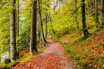 Fototapeta premium Autumn Trail 