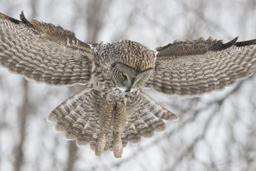 great grey owl in winter