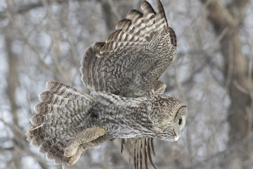 great grey owl in winter