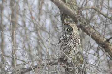 great grey owl in winter