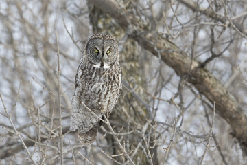 great grey owl in winter