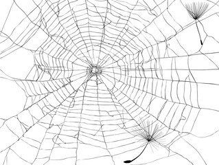spider web with dandelion seeds on white