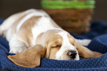 Obraz premium Gently Basset hound puppy lying on the blanket and sleeping