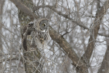 great grey owl in winter