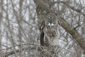 great grey owl in winter
