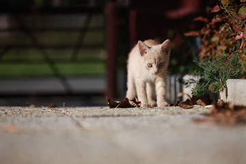 Katzenbaby auf Erkundungstour