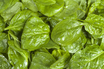 Freshly washed spinach leaves. Background. Close up