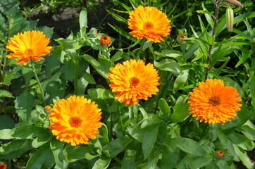 Naklejka premium Kwitnący nagietek (łac. Calendula officinalis) w ogrodzie