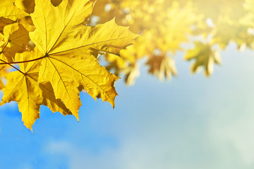 Yellow maple leaves illuminated by sun rays on blue sky background     