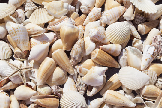 various seashells background