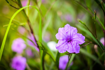 Close up Ruellia tuberosa (Ruellia clandestina) is violet flowers blooming with water drop in the garden with sunshine morning for flower background or texture - nature concept.