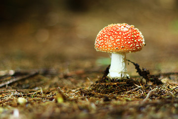 Well helloo there little poison.