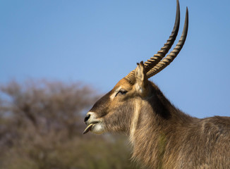 Wasserbock streckt Zunge raus