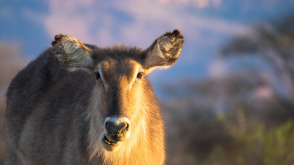Fototapeta premium Wasserbock beim fressen
