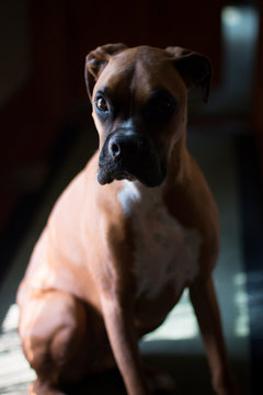Portrait Of Pet Boxer Dog Standing In The Shadows