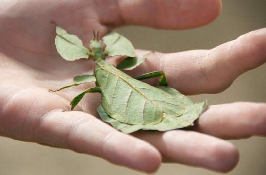 Das gehende Blatt