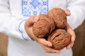 The children's hand holds walnuts. The concept of healthy food