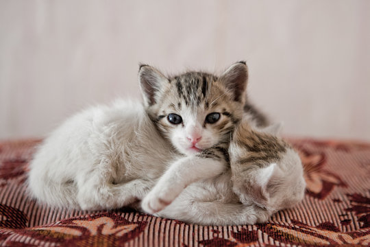 Kittens