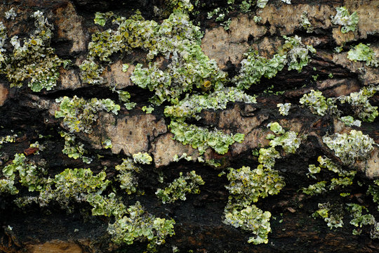 Moss on tree bark in autumn