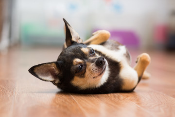 Adult Toy Terrier lies on his back raising his paws to the top