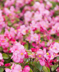 Pink summer flower fields. Floral blur background.