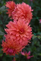 Fototapete Dahlie Dahlia rose en été au jardin