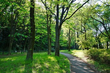 新緑の散歩道