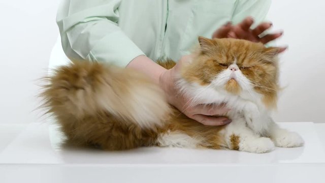 The woman in a men's shirt with beautiful manicure irons hair of a red Persian cat and wipes to it eyes with a wadded disk