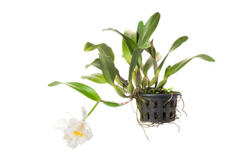 Cattleya & allied genera in flower pot
