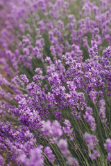 Lavender Up Close