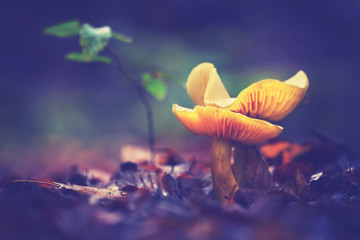 Obraz premium leuchtende Pilze im Wald