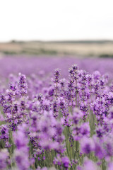Lavender Fields Close Up