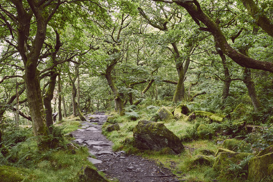 Path through ancient Oak woodland. Padley Gorge, Derbyshire, UK.