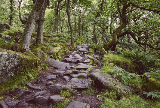 Path through ancient Oak woodland. Padley Gorge, Derbyshire, UK.