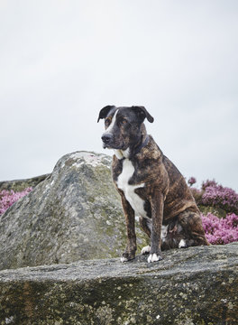 Boxador (Labrador Boxer cross) sat on gritstone. Derbyshire, UK.
