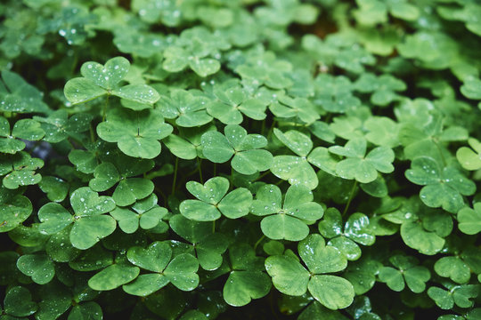 Detail of Clover growing wild. Derbyshire, UK.