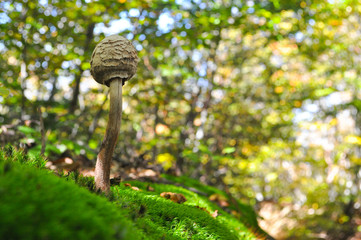 Parasol Mushroom, macrolepiota procera, in the forest. Magic background with mushroom in green forest