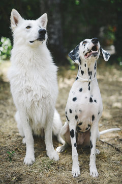 Bruce and Ara