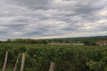 Fototapeta na wymiar French vineyard