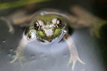 Obraz premium grenouille